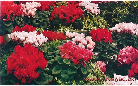 Alpeviol - Cyclamen persicum † Alpeviol - Cyclamen persicum †