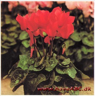 Alpeviol - Cyclamen persicum Alpeviol - Cyclamen persicum