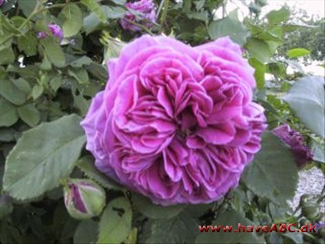 Alstedgaardhaven. Det er en original have. Med blomstrende planter og buske året rundt – en have der appellerer til alle sanser. Flere haverum. Nordeuropas længste private rosenpergola.