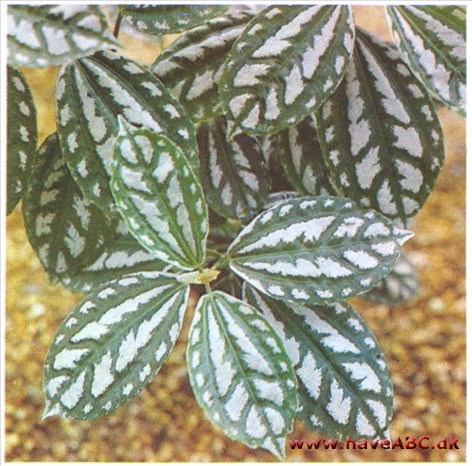 Aluminiumsplante, Eksplosionsplante - Pilea cadierei