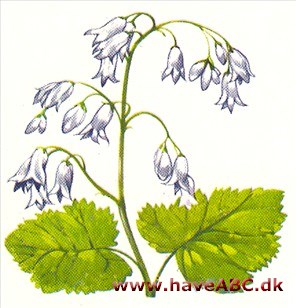 Alunrod - Heuchera