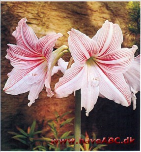 Amaryllis - Hippeastrum x hortorum † Amaryllis - Hippeastrum x hortorum †