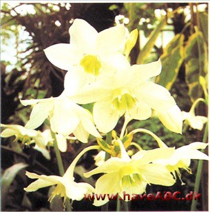 Amazonlilje - Eucharls grandiflora syn. amazonica Amazonlilje - Eucharls grandiflora syn. amazonica