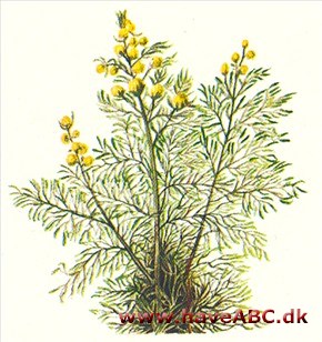 Ambra - Artemisia abrotanum