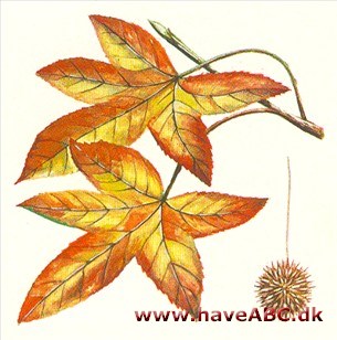 Ambratræ - Liquidambar styraciflua Ambratræ - Liquidambar styraciflua