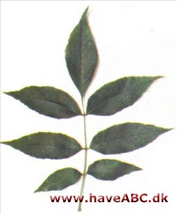 Amerikansk ask - Fraxinus americana Amerikansk ask - Fraxinus americana