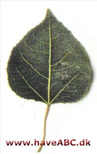 Amerikansk asp - Populus tremuloides Amerikansk asp - Populus tremuloides