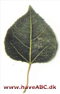 Amerikansk asp - Populus tremuloides