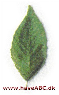 Amerikansk avnbøg - Carpinus caroliniana