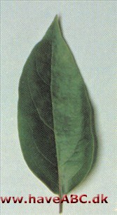 Amerikansk daddelblomme - Diospyros virginiana Amerikansk daddelblomme - Diospyros virginiana