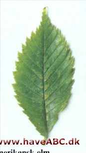 Amerikansk elm, White Elm - Ulmus americana Amerikansk elm, White Elm - Ulmus americana