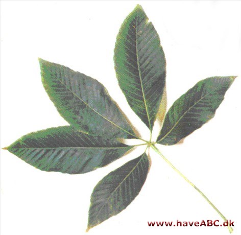 Amerikansk hestekastanie - Aesculus pavia Amerikansk hestekastanie - Aesculus pavia