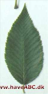 Amerikansk humlebøg - Ostrya virginiana