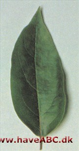 Amerikansk jordbærtræ - Arbutus menziesii Amerikansk jordbærtræ - Arbutus menziesii