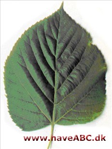 Amerikansk lind - Tilia americana Amerikansk lind - Tilia americana