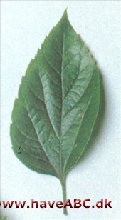 Amerikansk nældetræ - Celtis occidentalis