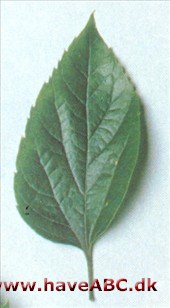 Amerikansk nældetræ - Celtis occidentalis Amerikansk nældetræ - Celtis occidentalis