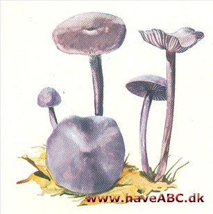 Ametysthat - Laccaria Ametysthat - Laccaria