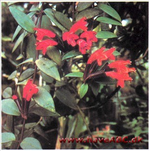 Ampelfakkel - Aeschynanthus radicans (syn. lobbianus)