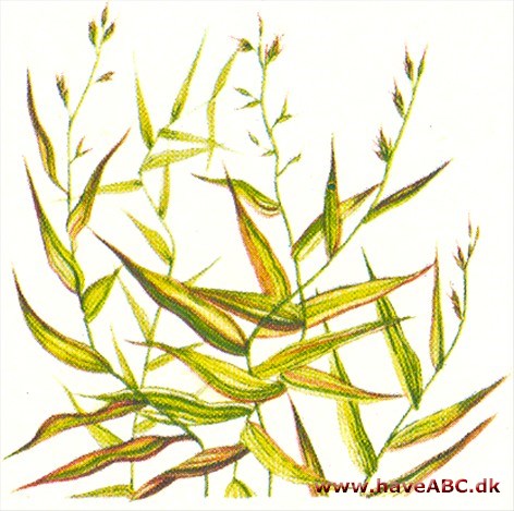 Ampelhirse - Oplismenus Ampelhirse - Oplismenus