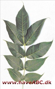 Amur-korktræ - Phellodendron amurense