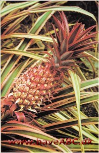 Ananas - Ananas bracteatus Ananas - Ananas bracteatus