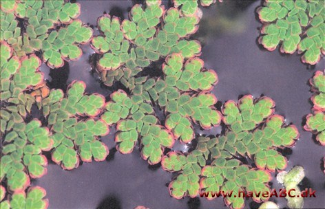Andemadbregne, stor - Azolla filiculoides Stor andemadbregne er en lille flydende bregne, der starter som grøn, men som kan blive rød om sommeren. Den holdes under kontrol på stort set samme måde som ...