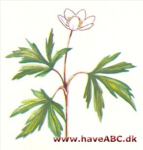 Anemone - Anemone Anemone - Anemone