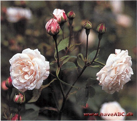 En bedårende lille, pomponagtig rose, som ikke må forveksles med 'Aimée Vibert', der også er en noisetterose, helt hvid og noget højere.