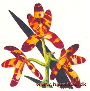 Ansellia - Ansellia Ansellia - Ansellia