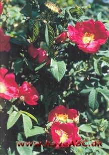 Apotekerrose - Officinalis Gallica-roser er mindre, spinkle, men særdeles hårdføre buske med mange og små torne. Blomsterne har som regel kraftige farver og remonterer ikke. Sommerblomstrende. Se mere her...
