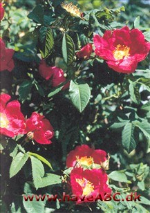 Gallica-roser er mindre, spinkle, men særdeles hårdføre buske med mange og små torne. Blomsterne har som regel kraftige farver og remonterer ikke. Sommerblomstrende. Se mere her...