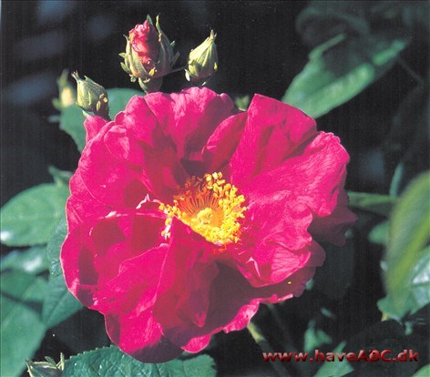 Middelalderens munke dyrkede roser, bl.a, Rosa gallica 'Officinalis', eddikerose. Sortsnavnet fortæller, at den blev benyttet medicinsk. 
