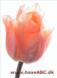Apricot Beauty - Tulipan, Tulipa