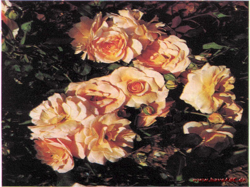 Apricot Nectar Apricot Nectar