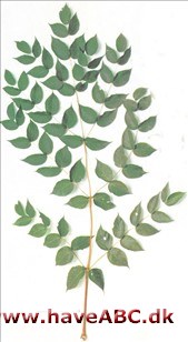Aralia spinosa Aralia spinosa