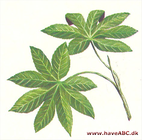 Aralie - Fatsia japonica Aralie - Fatsia japonica