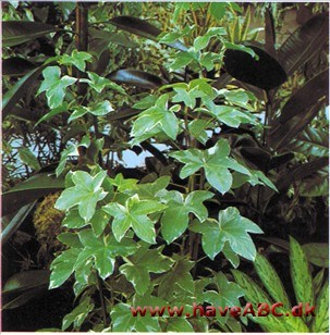 Aralievedbend - x Fatshedera lizei Aralievedbend - x Fatshedera lizei