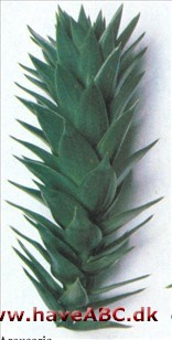 Araucaria - Araucaria araucana Araucaria - Araucaria araucana