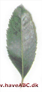 Arbutus x andrachnoides Arbutus x andrachnoides