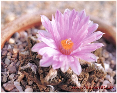 Ariocarpus Ariocarpus