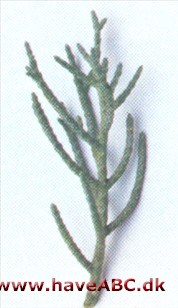 Arizonacypres - Cupressus arizonica