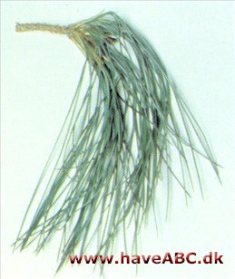 Armands fyr Pinus armandii Armands fyr Pinus armandii