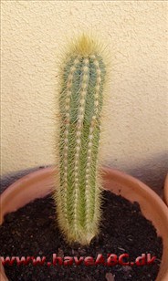 Arrojadoa Arrojadoa