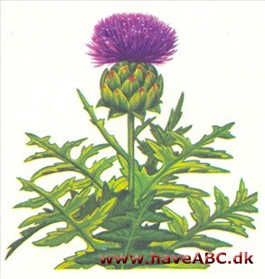 Artiskok - Cynara scolymus Artiskok - Cynara scolymus