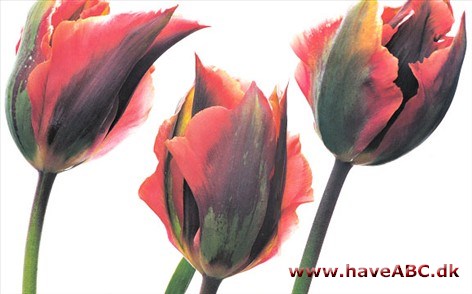 Artist - Tulipan, Tulipa