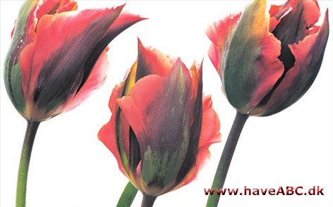 Artist - Tulipan, Tulipa Artist - Tulipan, Tulipa
