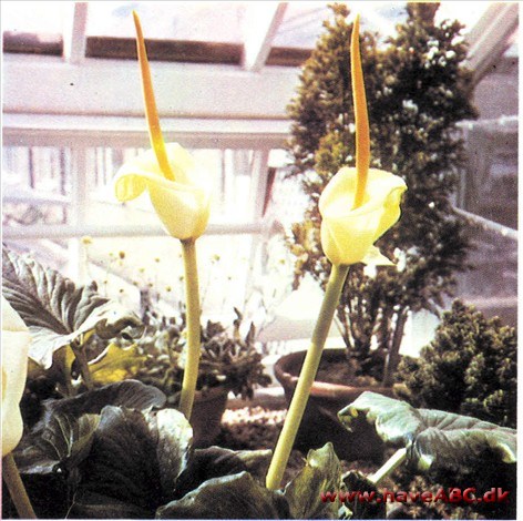 Arum - Arum creticum Arum - Arum creticum
