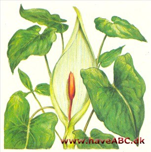 Arum - Arum Arum - Arum