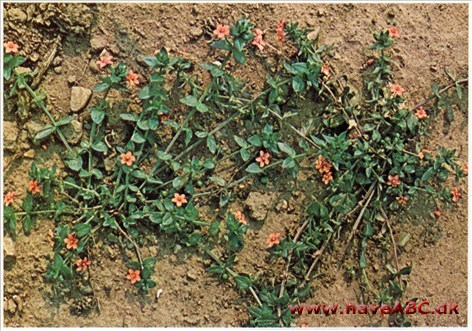 Arve (grine til middag) - Anagallis arvensis †